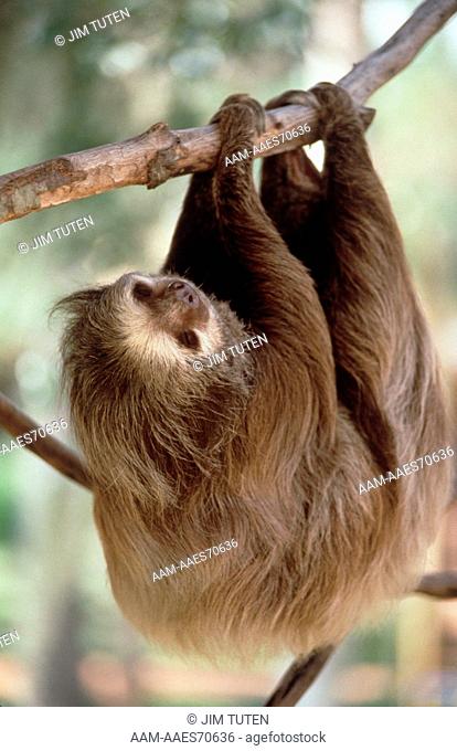 Hoffman's (two-toed) Sloth (choloepus hoffmani)