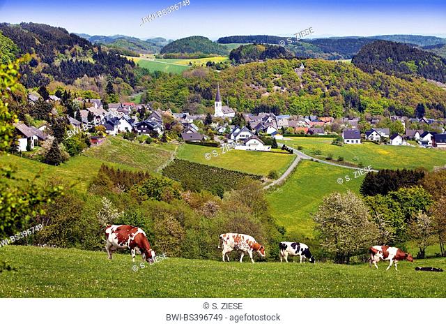 view to low mountain scenery with happy cows and village Duedinghausen of Medebach, Germany, North Rhine-Westphalia, Olsberg