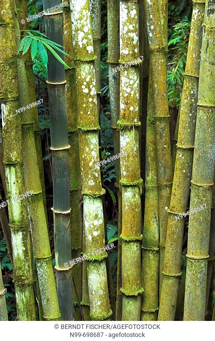 Bamboo stems, cloud forest on a volcano in the Minahasa highlands, North Sulawesi, Indonesia