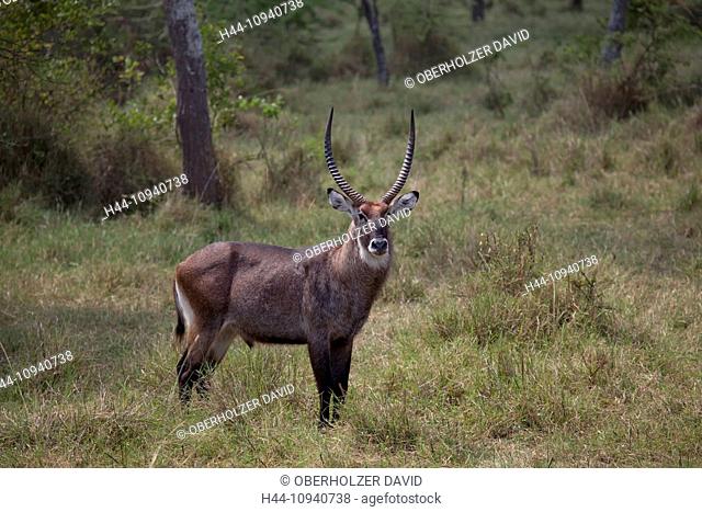 Africa, Uganda, East Africa, black continent, pearl of Africa, Great Rift, Lake Mburo, national park, nature, wilderness, water buck, animals, wild animal