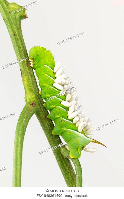 Tobacco hornworm with parasite wasp cocoons