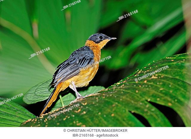 Snowy-crowned or Snowy-headed Robin-chat (Cossypha niveicapilla), African species, captive, North Rhine-Westphalia, Germany, Europe