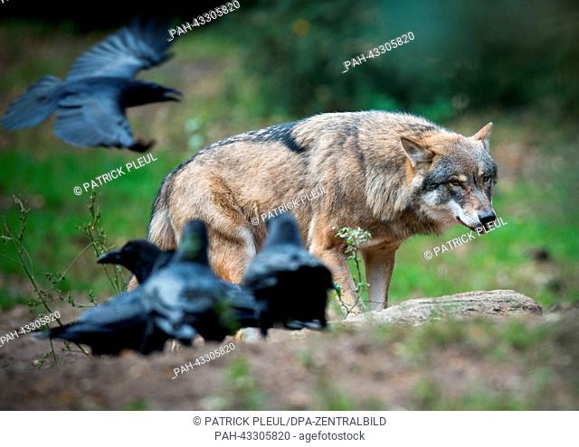 A wolf watches ravens at the Schorfheide Wildlife Park in Gross Schoenebeck, Germany, 08 October 2013. The wildlife park is hosting a wolf's night on 12 October...