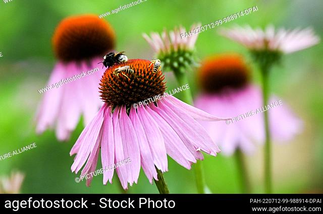 08 July 2022, Brandenburg, Beelitz: Blossoms of the purple coneflower Echinacea purpurea, which is home to numerous wild bees
