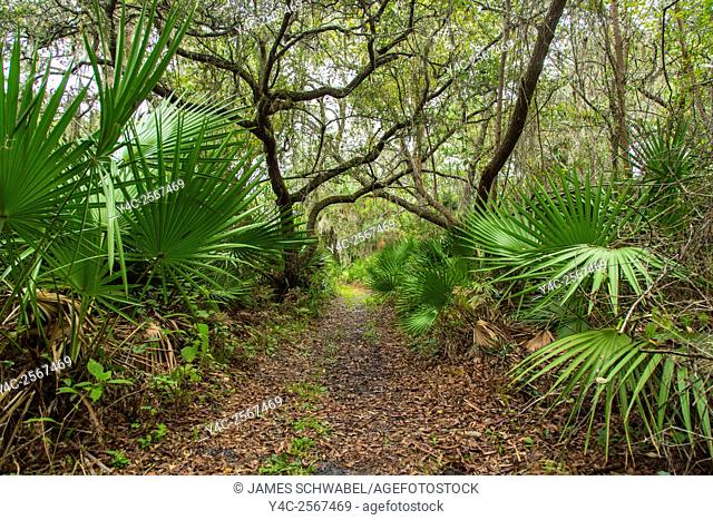 Walking trail though tropical woods in Oscar Scherer State Park in Nokomis Florida