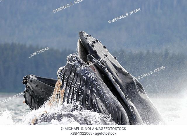 Humpback whales Megaptera novaeangliae co-operatively bubble-net feeding note the blowholes and tubercles in Stephen's Passage, Southeast Alaska