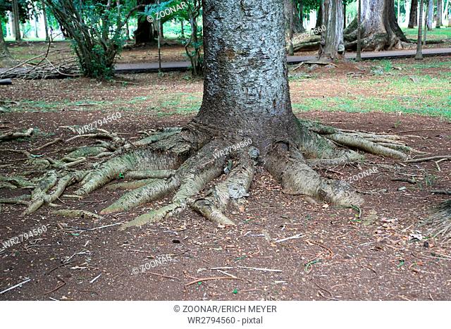 Mauritius, Araucaria columnaris, roots of a cook pine in the Botanic Garden