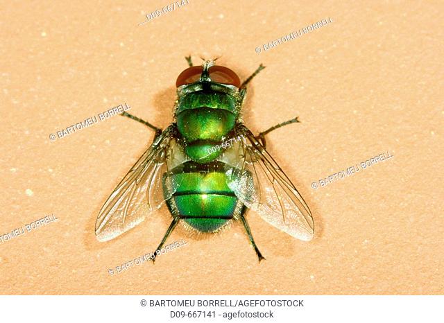 Greenbottle Fly (Lucilia caesar)