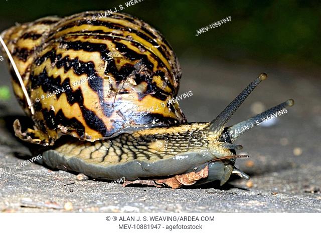 Snail ahain varicoza. Cuales son las caracteristicas del virus del papiloma humano