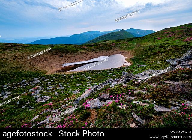Pink rose rhododendron flowers on evening summer mountain slope and melting snow. Carpathian, Chornohora, Ukraine