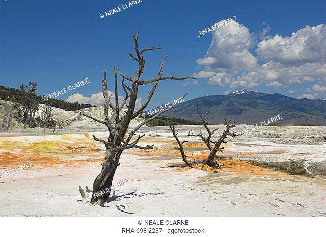 Dead tree trunks, Canary Spring, top Main Terrace, Mammoth Hot Springs, Yellowstone National Park, UNESCO World Heritage Site, Wyoming, United States of America