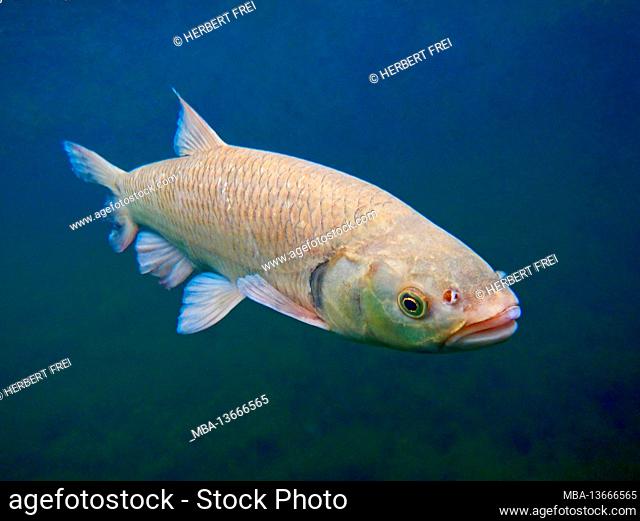 Chub (Squalius cephalus, Syn .: Leuciscus cephalus), also called Alet, Eitel or Aitel; changes with age from coarse fish to predatory fish