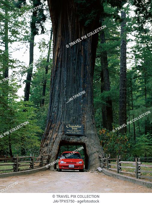 Drive Thru Tree Chandelier Redwood, Chandelier Tree Leggett Canada