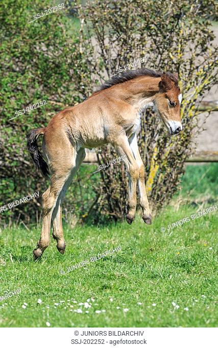 Connemara Pony. Bay foal leaping on a pasture. Germany