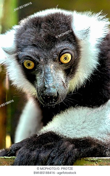 variegated lemur, ruffed lemur (Varecia variegata), portrait