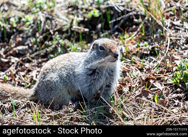Ground squirrel. Far East, Russia, Kamchatka Peninsula