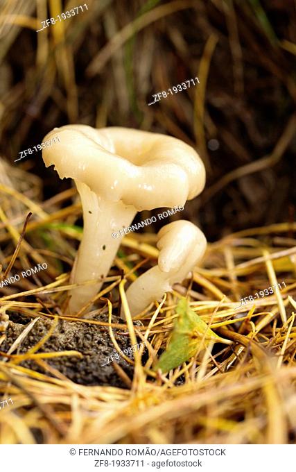 Small creamy mushroom growing in the forest, Lousa Mountain, Portugal