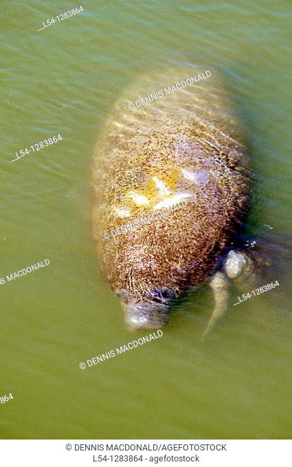 Manatee with boat injury strikes viewing Center Apollo Beach Florida at the Tampa Electric Company TECO electricical power plant on Tampa Bay