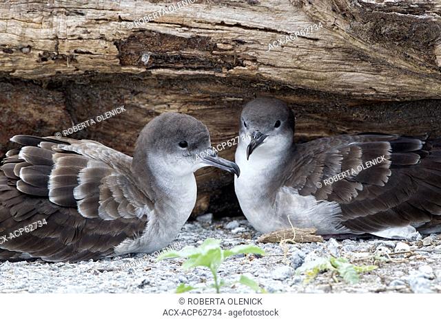 Wedge-tailed shearwater (Puffinus pacificus chlororhynchus), pair, Eastern Island, Midway Atoll National Wildlife Refuge, Northwest Hawaiian Islands
