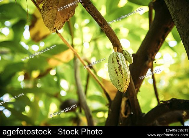 Goa, India. Close View Of Green Fruits Of Cocoa On Tree