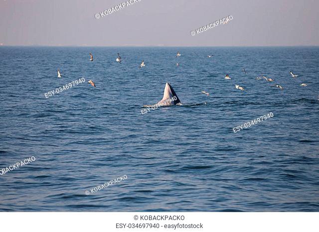 Bryde's whale feeding in the Gulf of Thailand
