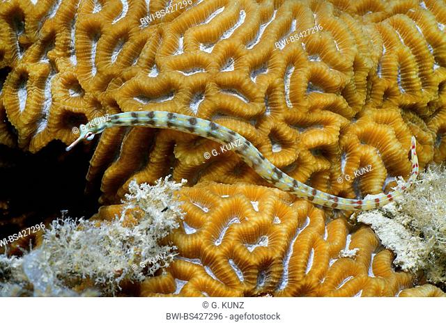 Network pipefish (Corythoichthys flavovasciatus), at coral reef, Egypt, Red Sea, Hurghada