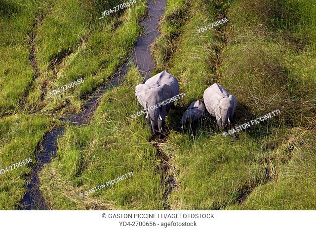 African Elephant (Loxodonta africana), roaming in a freshwater marsh, aerial view, Okavango Delta, Botswana. . The Okavango Delta is home to a rich array of...