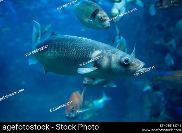 Fishes swimming in large seawater aquarium