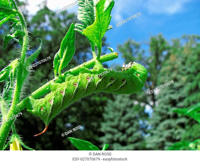 Tobacco hornworm moth caterpillar on a tomato plant