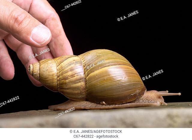 Giant African land snail (Achatina fulica)
