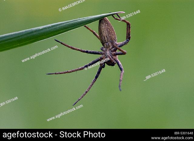 Fantastic Fishing Spider, North Rhine-Westphalia, Germany (Pisaura mirabilis)