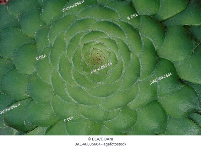 Dinner plate aeonium (Aeonium tabuliforme), Crassulaceae. Detail