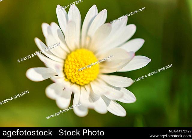 blooming daisy (bellis perennis) in a meadow, bavaria, germany