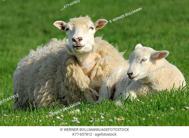 Domestic Sheep (Ovis aries), lamb. Mainland, Orkney Islands, Scotland