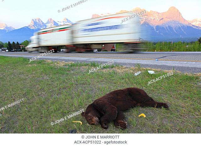 Dead black bear Ursus americanus on the side of the Trans Canada Highway, Canmore, Alberta, Canada