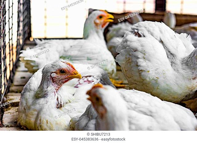 Cluck Stock Photos and Images | agefotostock
