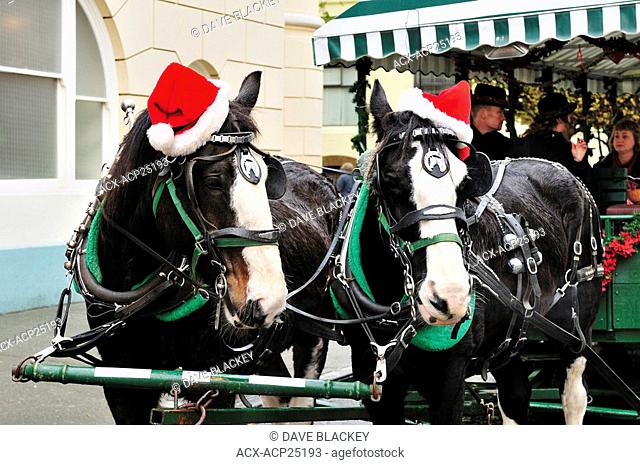 Horses with horse drawn carriage with Santa hats on their heads at Christmas time in Victoria, BC