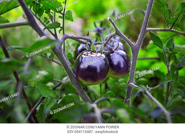 Cherry size black tomato growing in a garden