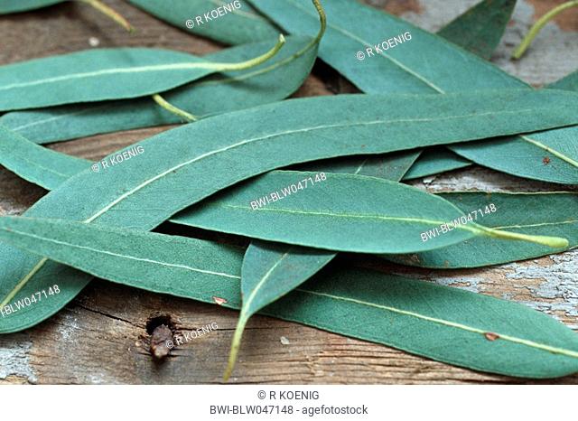 Tasmanian blue gum, Blue gum, Southern Blue Gum Eucalyptus globulus, leaves