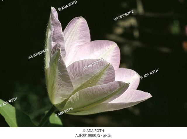 Clematis dawn - pale pink - veined - graceful
