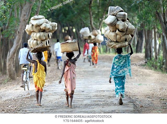 Asia, India , Orissa, near Jeypore, Baliga market, women carrying basket on his head