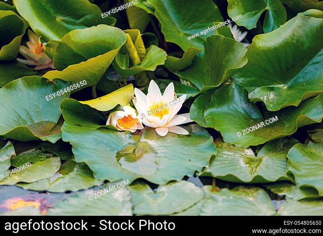 lotus or water lily flower at the small pond, wilderness nature czech republic
