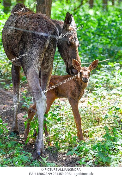 27 June 2018, Germany, Gross Schoenebeck: A moose calf standing beside its mother, moose cow Marlies, in an enclosure at Wildpark Schorfheide