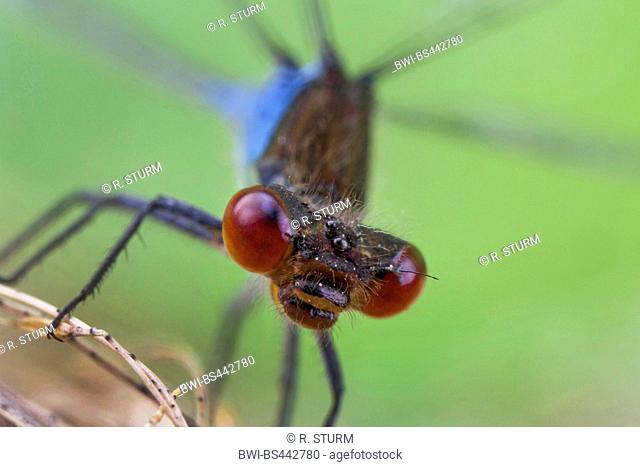 red-eyed damselfly (Erythromma najas, Agrion najas), portrait of a male, Germany, Bavaria