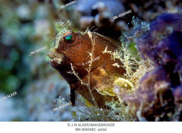 Obscure Blenny (Salarias obscurus), Philippines