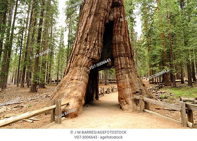 Giant sequoia or giant redwood (Sequoiadendron giganteum) is a big tree native to Sierra Nevada, California, USA. This photo was taken in yosemite National Park