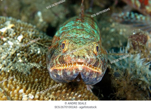 Reef lizardfish, Synodus variegatus, Dauin, Dumaguete, Negros Island, Philippines