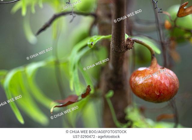 Wild fruits around Kampung Apar, Sarawak, Malaysia