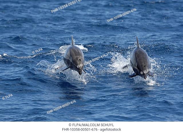 Common Bottlenose Dolphin Tursiops truncatus two adults, porpoising, leaping out of water, Sea of Cortez, Mexico