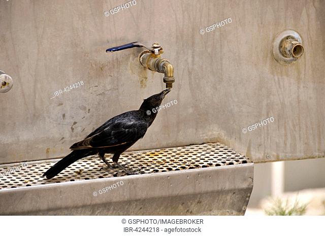 Tristram's starling (Onychognathus tristramii) drinking tab water, Israel